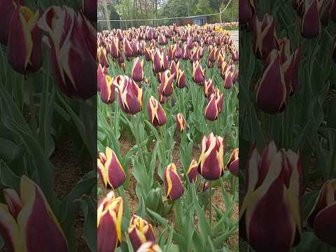 Sarı Kırmızı Lale #lale #laledevri #sarıkırmızı