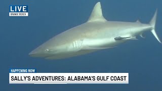 Shark alert system coming to costal Alabama counties