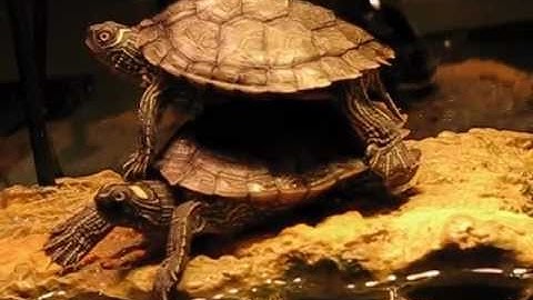 Turtle Stacking- (video # 2)
