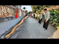 Follow the trail of a giant 200 kg snake crawling across the road