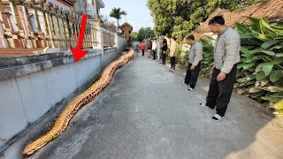 Follow the trail of a giant 200 kg snake crawling across the road
