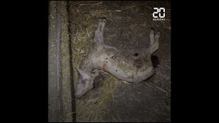 Aveyron : Dans sa dernière vidéo, L214 dénonce le sort des agneaux de la filière roquefort