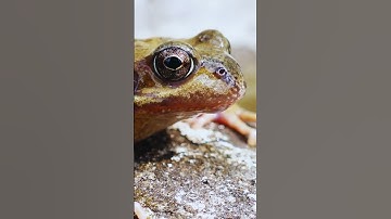 The World’s Most Colorful Killer Poison Dart Frog Secrets! 🌈☠️