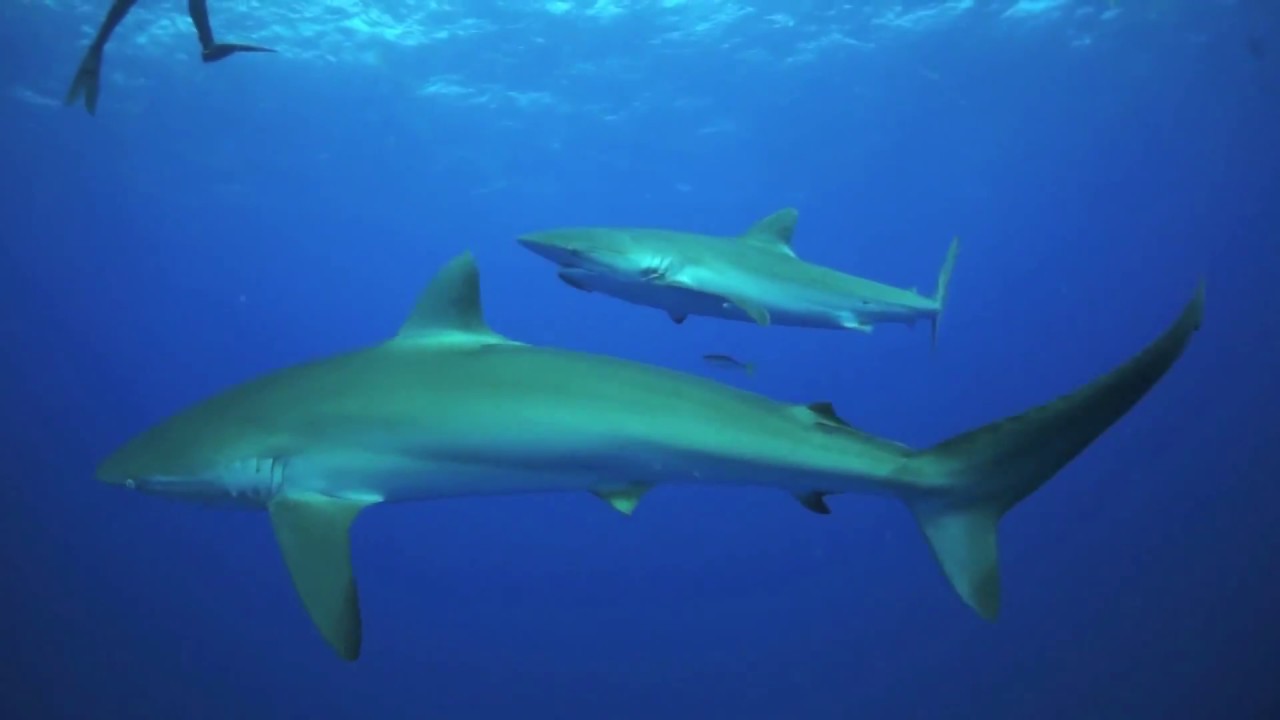 camera iphone 8 plus apk Dusky Sharks~Florida Scuba Divers