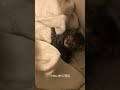 うちにきて2日目のこめしゃん