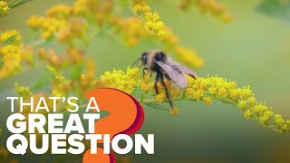 Is Arkansas the worst state for seasonal allergies? | That's A Great Question