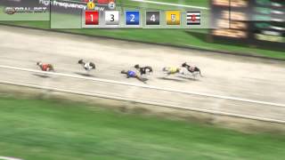 Virtual Greyhound Races - Global Bet screenshot 1