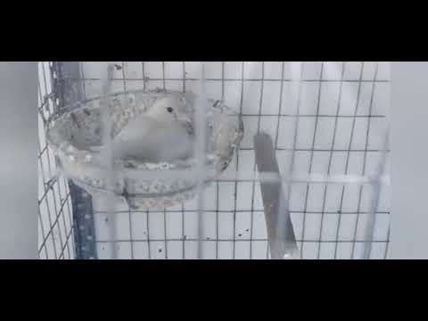 Video: Akvarium Salyangozlarini Qanday Ko'paytirish Kerak