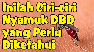 Ciri-ciri Nyamuk Demam Berdarah (DBD) yang Perlu Anda Ketahui