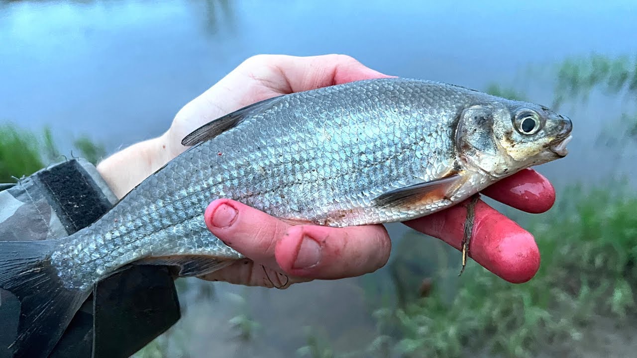 Žiobrių žvejyba dugnine meškere Nevėžyje (Pirmas kartas)