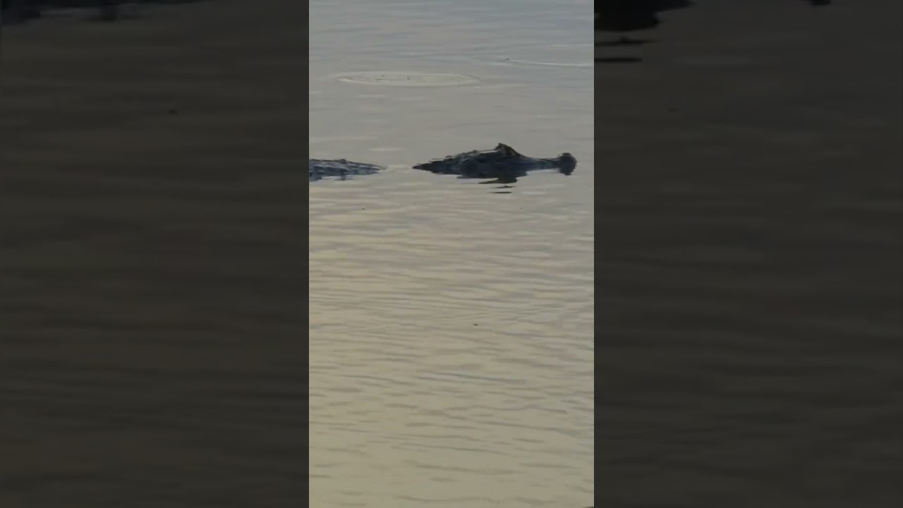 Water Creature Faces a Deadly Drought Challenge! 🐊💧☀️ #caiman #pantanal #drought #wildlife