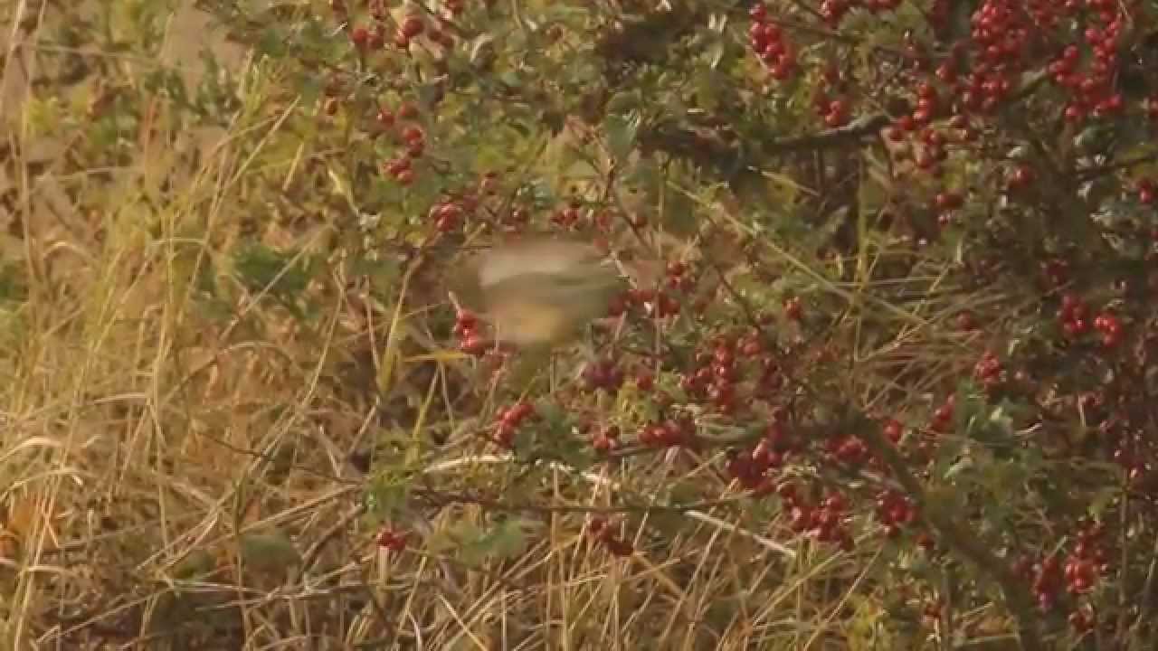 Masked Shrike (1st Winter), Kilnsea, East Yorkshire, 28th September