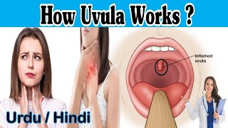 How Uvula Works? Functions Of Uvula Urduhindi