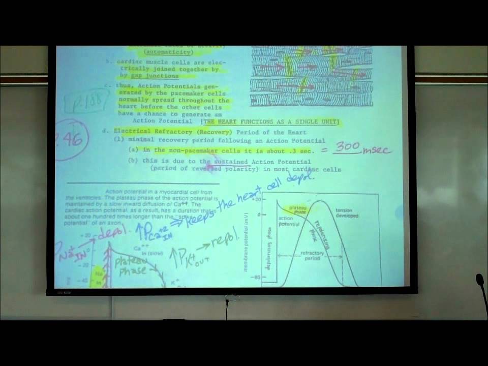 professor fink physiology professor fink physiology