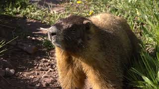 Alpine Animals: What are Marmots Whistling About