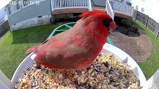 Male Cardinal at feeder (with Rabbit running by just below)