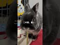 音量ON推奨🎧 うさぎの大根の茎ASMR(咀嚼音)