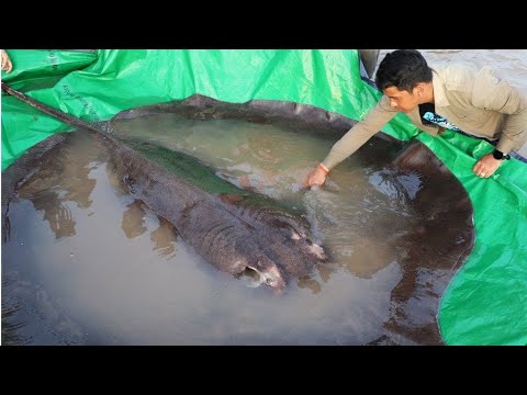Video: Care este cel mai mare pește de apă dulce din lume?
