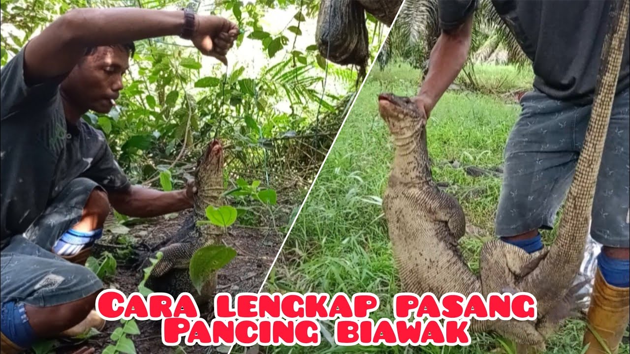 Cara terbaru yang lengkap pasang pancing biawak dengan hasil yang memuaskan@Candra Sadewa
