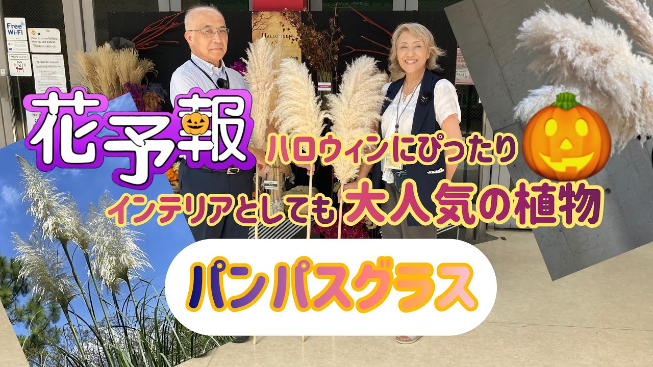 いま流行のパンパスグラス】 花予報2024年9/23～9/29 - YouTube