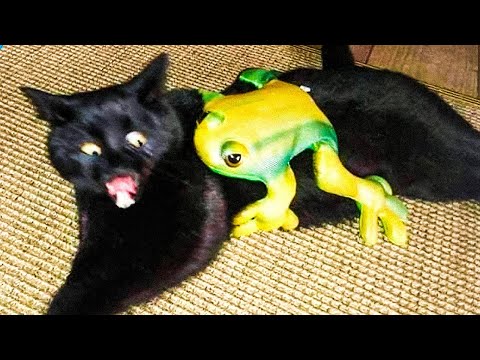 Funny Cats and Dogs Videos 😆 - Hilarious Animal Moments 🐶😺