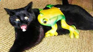 Funny Cats and Dogs Videos 😆 - Hilarious Animal Moments 🐶😺 by Funny Animals' Life 7,026 views 1 month ago 11 minutes, 35 seconds