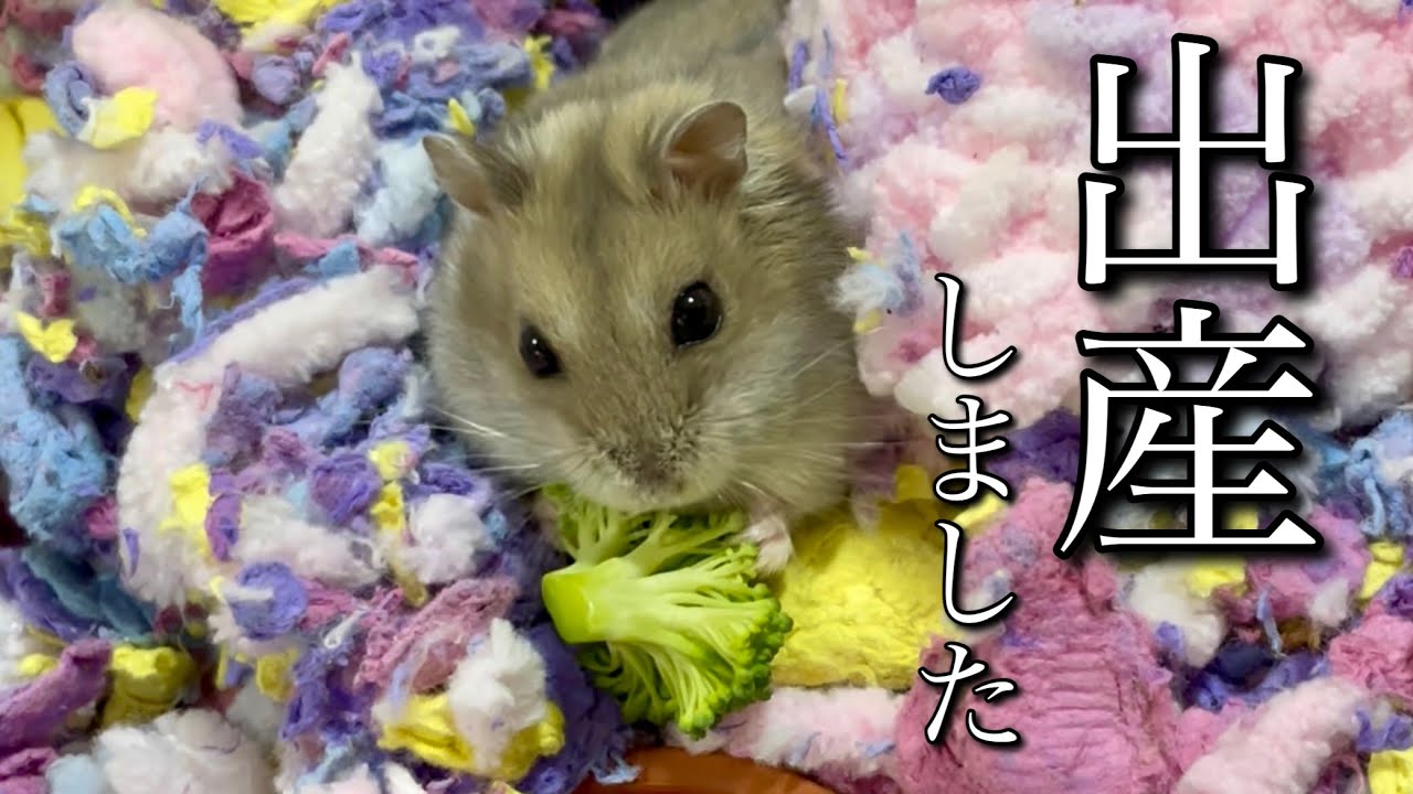 ハムスターが赤ちゃんを産みました ジャンガリアン Youtube