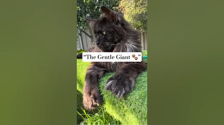 Video 10264961: black maine coon, maine coon meets, cat breed