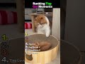 Top Tier Cat Moments 😹 #viral #fyp #cat #cute #funny