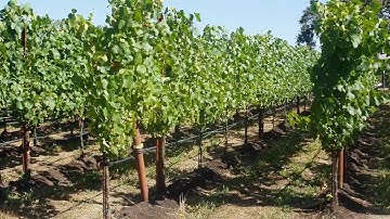 Inman Wine rose 222709 AVC HD 1080 Hi