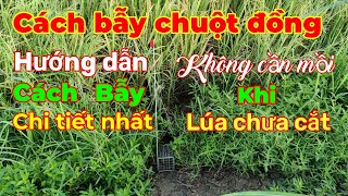 Cách Bẫy Chuột Đồng Khi Lúa Chưa Cắt...Hướng Dẫn Cách Bẫy Chi Tiết Nhất...Tèo ngố TV.