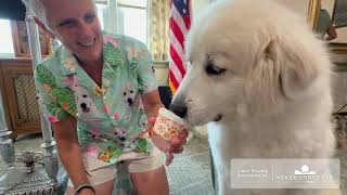 Aspen therapy dog Volunteer of the Year
