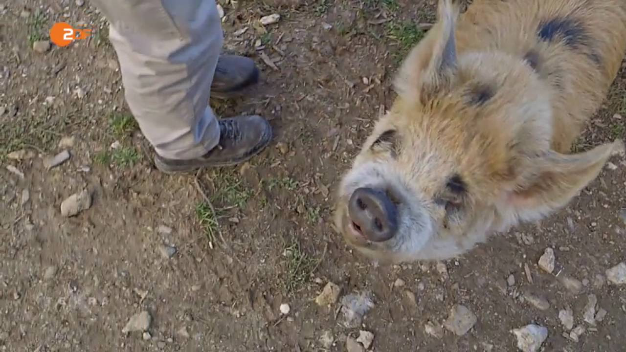 Nach diesem Video wirst DU dich schämen ein Mensch zu sein.