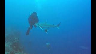 Diver kissed by shark while spearing lionfish.