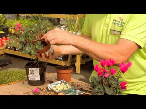 Video: Can I Divide Cyclamen - Tips on Dividing Cyclamen Plants