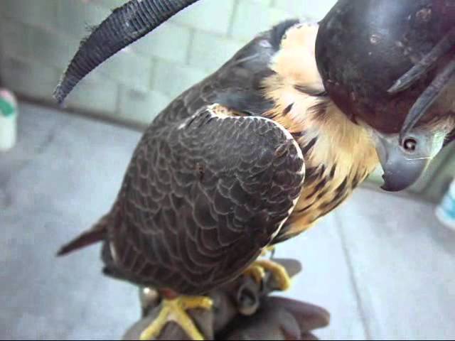 sangre de pájaros parásitos