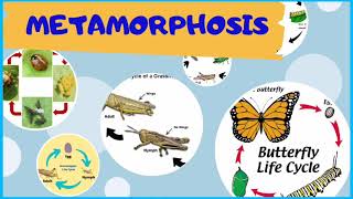 Complete and Incomplete Metamorphosis #metamorphosis