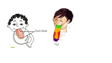 FROM TASTING TO DIGESTING | LESSON 3 | PART 1 | CLASS 5 | EVS | NCERT