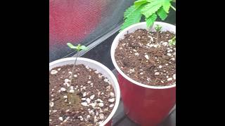 Auto White Widow Day 8 - cannabis seed to Harvest