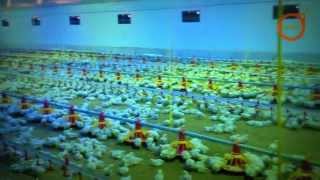 Nave avícola para pollos / Poultry Farm (Broilers) EUROGAN