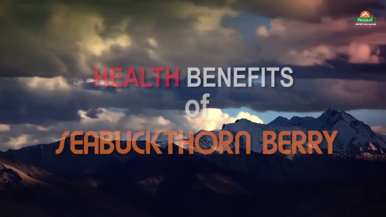 Health benefits of Seabuckthorn (BIOSASH BUSINESS)