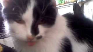 Cat shows tongue