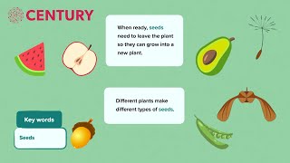 Seeds and Seed Dispersal | Primary Science