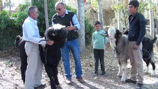 Teke yöresinin, birinci tekesi