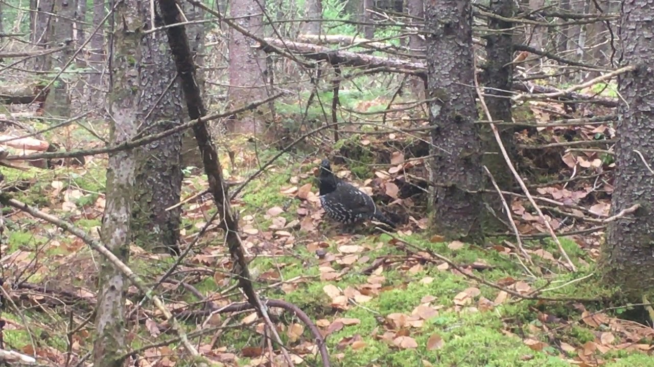 huntington beach california SPRUCE GROUSE at Wentlock WMA