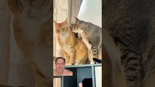 #cat #memes #short