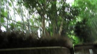 Arashiyama. Sagano bamboo forest.