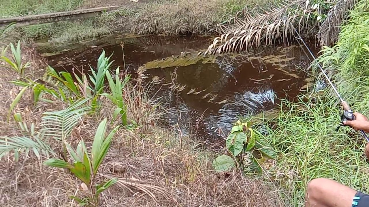Kesting ikan gabus mengunakan umpan jaws frok 