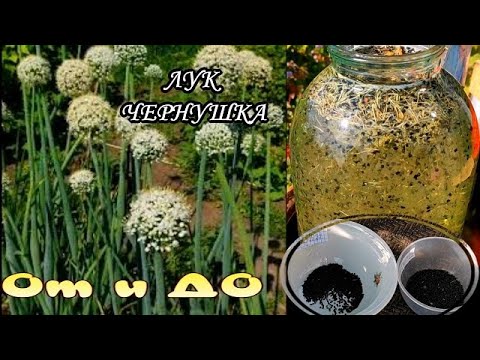 ЛУК  ЧЕРНУШКА От и ДО. Особенности его выращивания