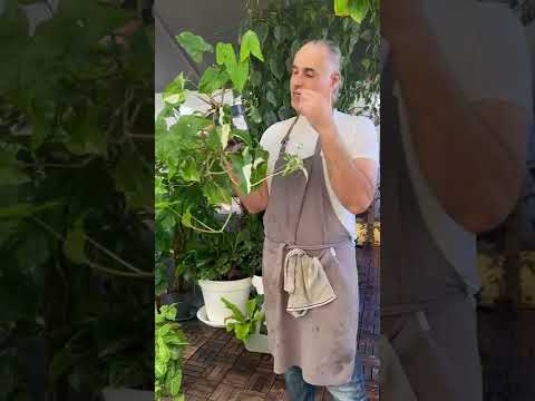 نبات نادر سنجونيوم البو مبرقشة محمية صديق البيئة